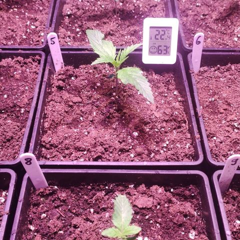 Sweet Seeds Mix growlog timeline photo
