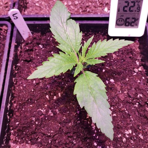 Sweet Seeds Mix growlog timeline photo