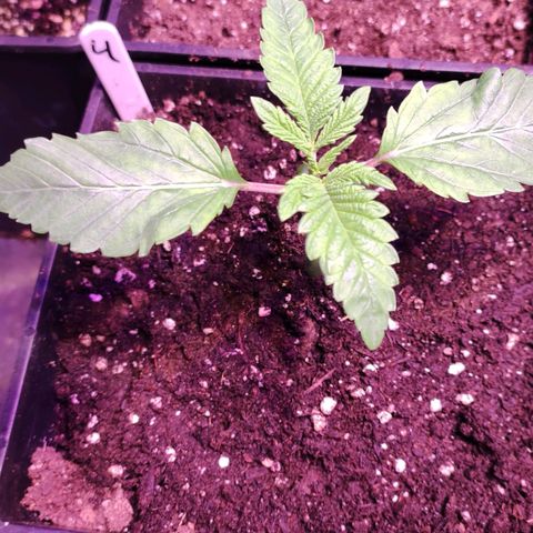 Sweet Seeds Mix growlog timeline photo