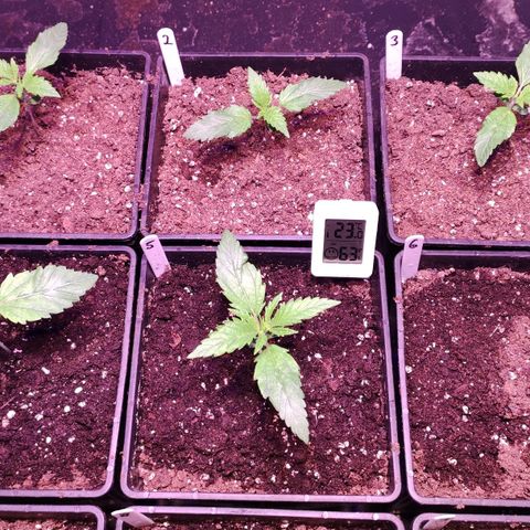 Sweet Seeds Mix growlog timeline photo
