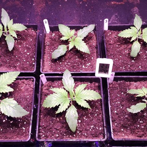 Sweet Seeds Mix growlog timeline photo