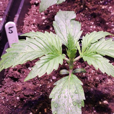 Sweet Seeds Mix growlog timeline photo