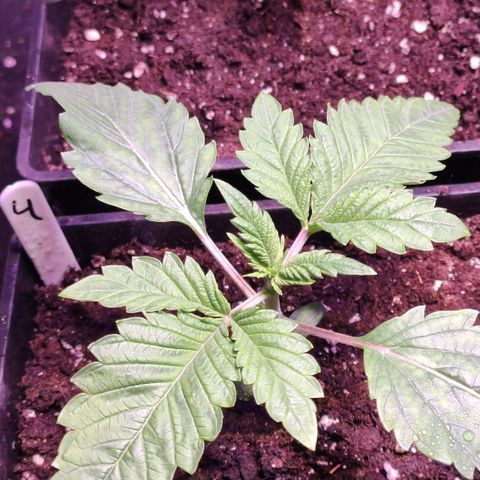 Sweet Seeds Mix growlog timeline photo