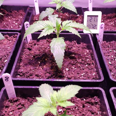 Sweet Seeds Mix growlog timeline photo