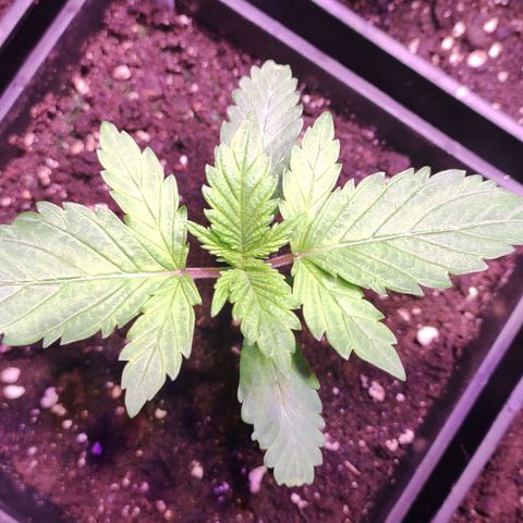 Sweet Seeds Mix growlog timeline photo
