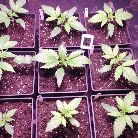 Sweet Seeds Mix growlog timeline photo