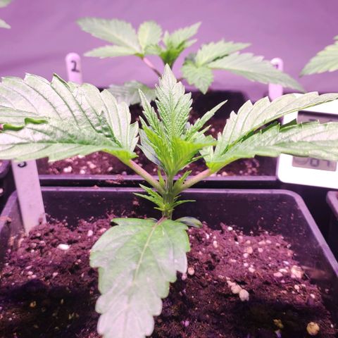 Sweet Seeds Mix growlog timeline photo