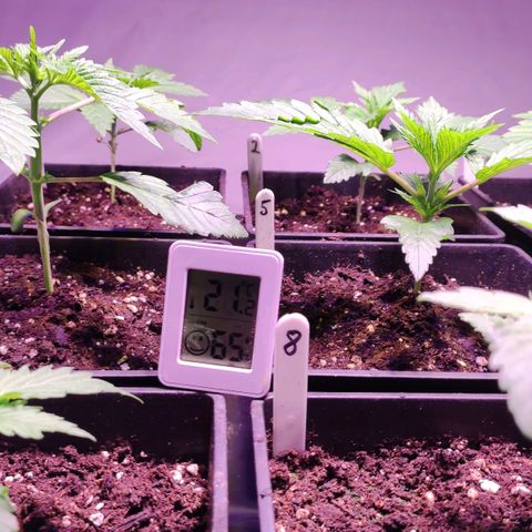 Sweet Seeds Mix growlog timeline photo
