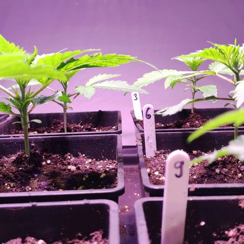 Sweet Seeds Mix growlog timeline photo