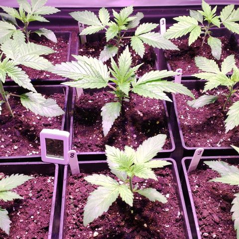 Sweet Seeds Mix growlog timeline photo