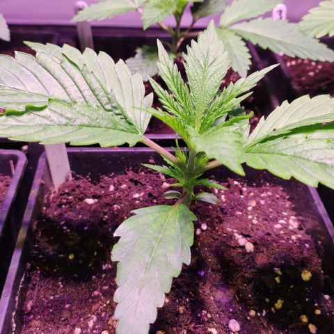 Sweet Seeds Mix growlog timeline photo