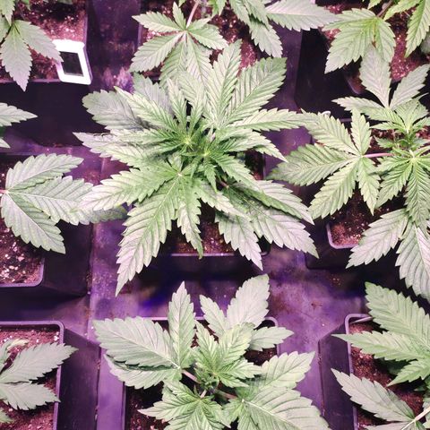 Sweet Seeds Mix growlog timeline photo