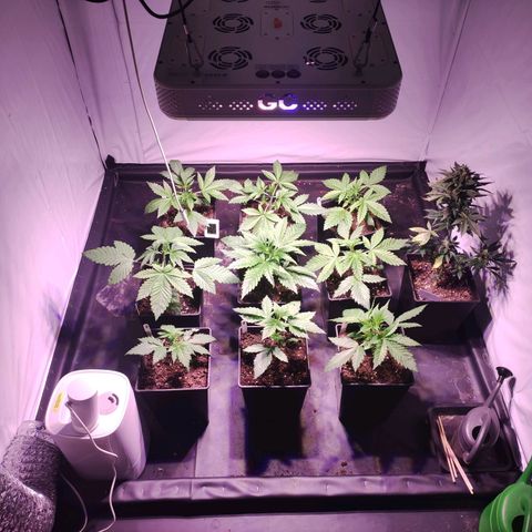 Sweet Seeds Mix growlog timeline photo