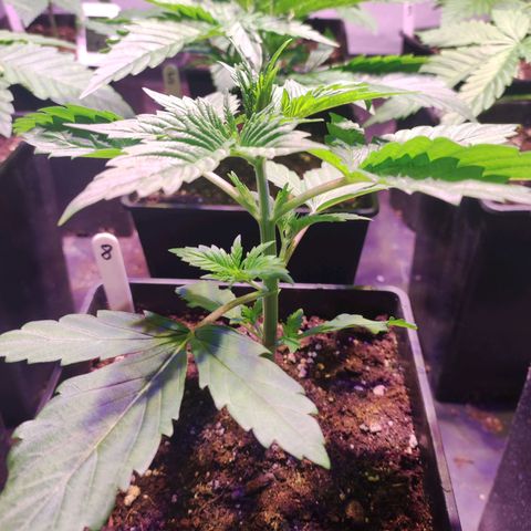 Sweet Seeds Mix growlog timeline photo