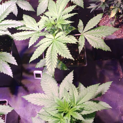 Sweet Seeds Mix growlog timeline photo