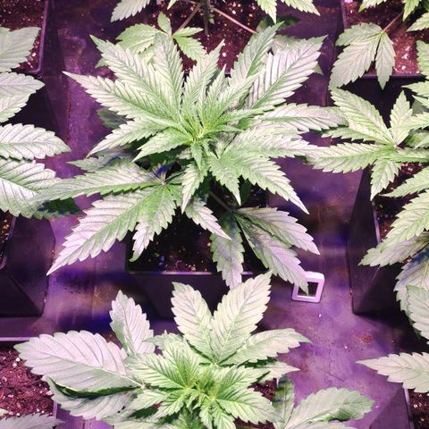 Sweet Seeds Mix growlog timeline photo