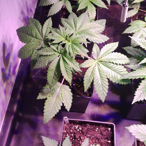 Sweet Seeds Mix growlog timeline photo