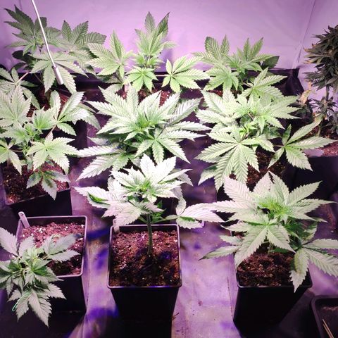 Sweet Seeds Mix growlog timeline photo