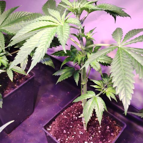 Sweet Seeds Mix growlog timeline photo