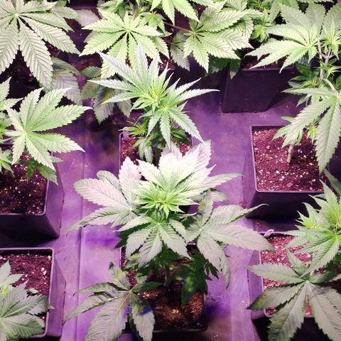 Sweet Seeds Mix growlog timeline photo