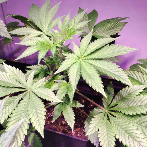 Sweet Seeds Mix growlog timeline photo