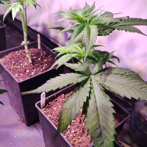Sweet Seeds Mix growlog timeline photo