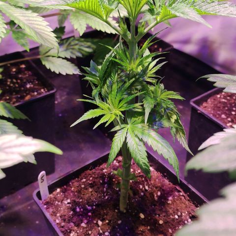 Sweet Seeds Mix growlog timeline photo