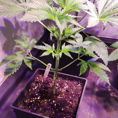 Sweet Seeds Mix growlog timeline photo