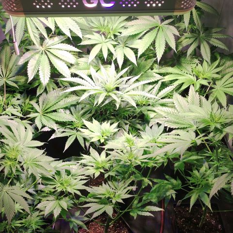 Sweet Seeds Mix growlog timeline photo