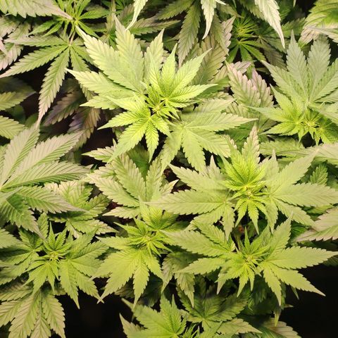 Sweet Seeds Mix growlog timeline photo