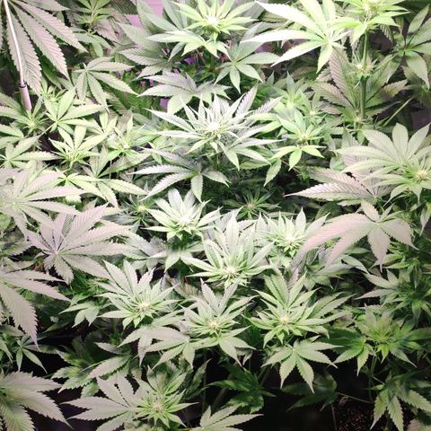 Sweet Seeds Mix growlog timeline photo