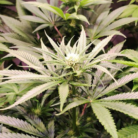 Sweet Seeds Mix growlog timeline photo