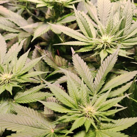 Sweet Seeds Mix growlog timeline photo