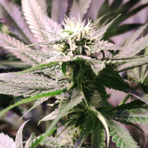 Sweet Seeds Mix growlog timeline photo