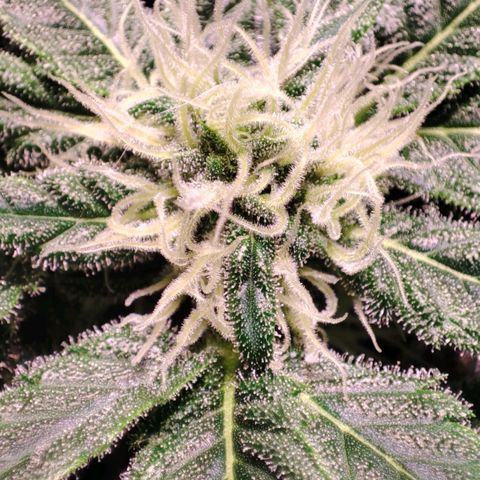 Sweet Seeds Mix growlog timeline photo