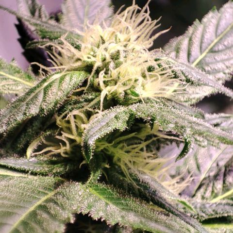Sweet Seeds Mix growlog timeline photo