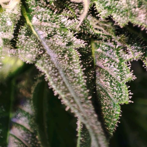 Sweet Seeds Mix growlog timeline photo
