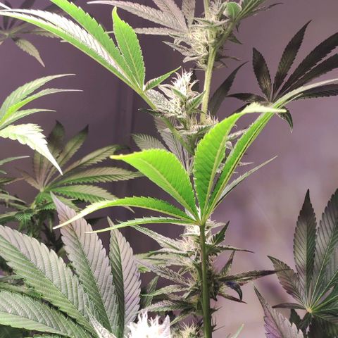 Sweet Seeds Mix growlog photo: Bei einigen Pflanzen ist die Trichome Produktion enorm. 
Da hier ein Mix von Sweet Seeds benutzt wurde, wissen wir nicht was auf uns zu kommt. Es gibt schon eindeutige Wachstums Unterschiede. 