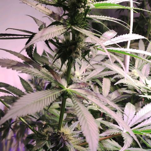 Sweet Seeds Mix growlog photo: Bei einigen Pflanzen ist die Trichome Produktion enorm. 
Da hier ein Mix von Sweet Seeds benutzt wurde, wissen wir nicht was auf uns zu kommt. Es gibt schon eindeutige Wachstums Unterschiede. 