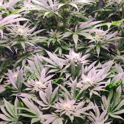 Sweet Seeds Mix growlog photo: Bei einigen Pflanzen ist die Trichome Produktion enorm. 
Da hier ein Mix von Sweet Seeds benutzt wurde, wissen wir nicht was auf uns zu kommt. Es gibt schon eindeutige Wachstums Unterschiede. 