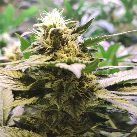Sweet Seeds Mix growlog timeline photo