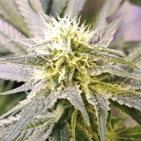 Sweet Seeds Mix growlog timeline photo