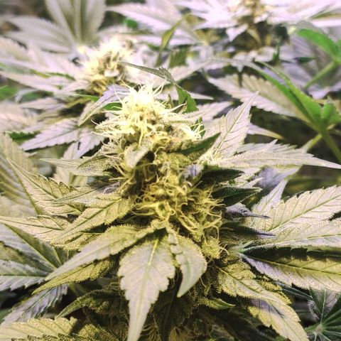 Sweet Seeds Mix growlog timeline photo
