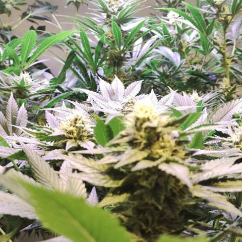 Sweet Seeds Mix growlog timeline photo
