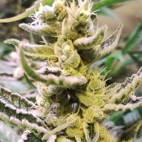 Sweet Seeds Mix growlog timeline photo