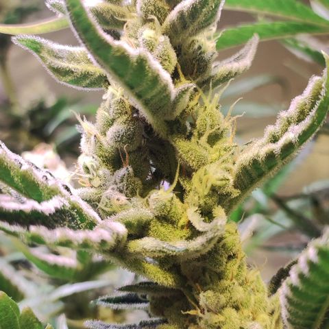 Sweet Seeds Mix growlog timeline photo