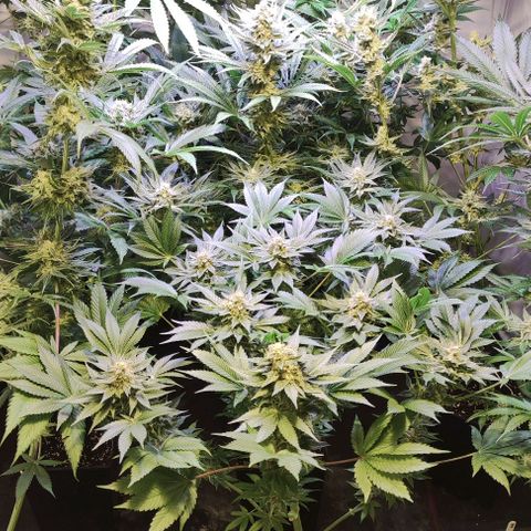 Sweet Seeds Mix growlog timeline photo