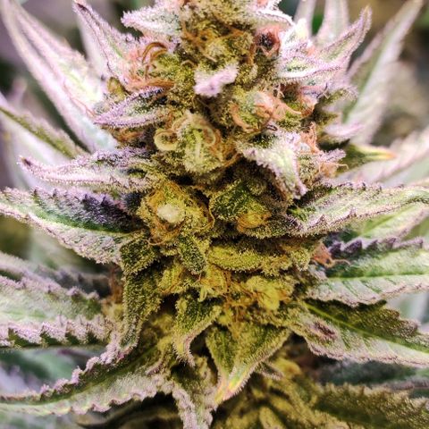 Sweet Seeds Mix growlog timeline photo