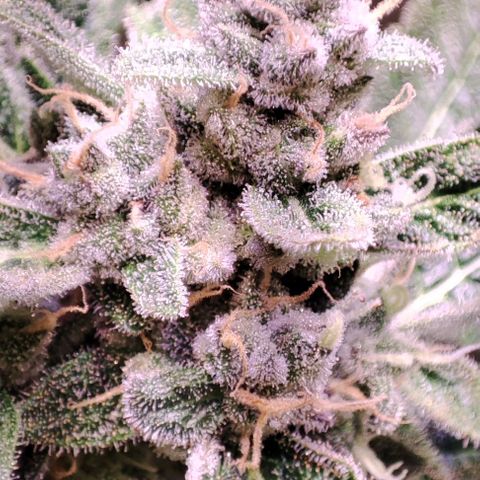 Sweet Seeds Mix growlog timeline photo