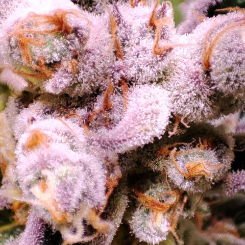 Sweet Seeds Mix growlog timeline photo